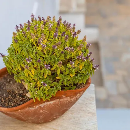 The Courtyard House * Dhimini